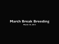 March Break Breeding